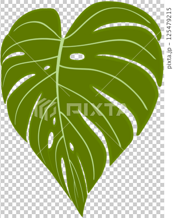 Beautiful fresh green colors of new monstera deliciosa plant leaves. 125479215