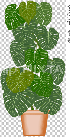 Beautiful green colors of monstera deliciosa are growing up in the brown ceramic pot for decorate home and garden. Beautiful green colors of monstera deliciosa are growing up in the brown ceramic pot for decorate home and garden. 125479216