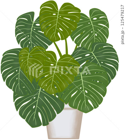 Beautiful green colors of monstera deliciosa are growing up in the grey ceramic pot for decorate home and garden. Beautiful green colors of monstera deliciosa are growing up in the grey ceramic pot for decorate home and garden. 125479217