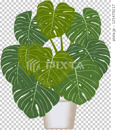 Beautiful green colors of monstera deliciosa are growing up in the grey ceramic pot for decorate home and garden. Beautiful green colors of monstera deliciosa are growing up in the grey ceramic pot for decorate home and garden. 125479217