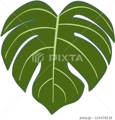Beautiful fresh green colors of monstera deliciosa plant leaves. Beautiful fresh green colors of monstera deliciosa plant leaves. 125479218