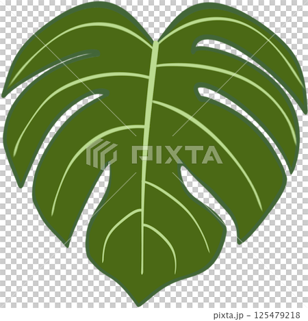 Beautiful fresh green colors of monstera deliciosa plant leaves. Beautiful fresh green colors of monstera deliciosa plant leaves. 125479218