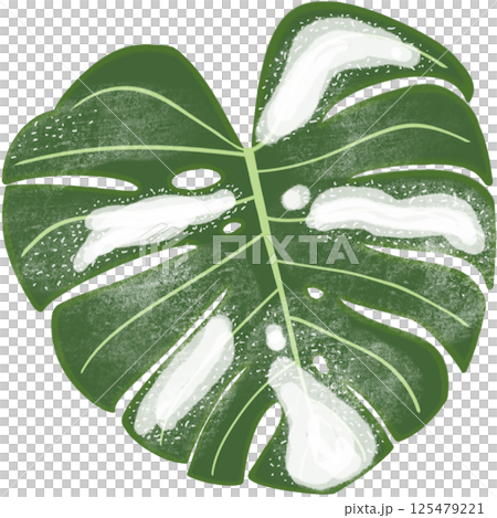 Beautiful shape and white mixed green colors of monstera deliciosa leaves. Beautiful shape and white mixed green colors of monstera deliciosa leaves. 125479221