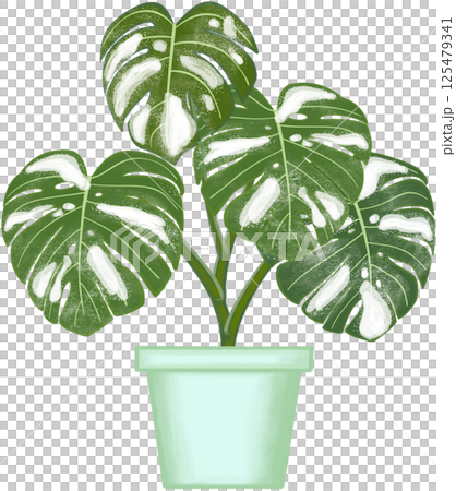 Beautiful white mixed green colors of monstera deliciosa are growing up in the green ceramic pot for decorate home and garden. Beautiful white mixed green colors of monstera deliciosa are growing up in the green ceramic pot for decorate home and garden. 125479341
