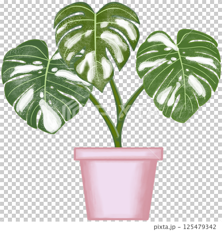 Beautiful white mixed green colors of monstera deliciosa are growing up in the pink ceramic pot for decorate home and garden. Beautiful white mixed green colors of monstera deliciosa are growing up in the pink ceramic pot for decorate home and garden. 125479342