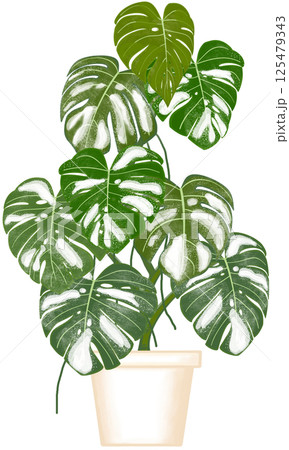 Beautiful white mixed green colors of monstera deliciosa are growing up in the creamy ceramic pot for decorate home and garden. Beautiful white mixed green colors of monstera deliciosa are growing up in the creamy ceramic pot for decorate home and garden. 125479343