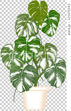 Beautiful white mixed green colors of monstera deliciosa are growing up in the creamy ceramic pot for decorate home and garden. Beautiful white mixed green colors of monstera deliciosa are growing up in the creamy ceramic pot for decorate home and garden. 125479343