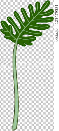 Beautiful shape and green colors of philodendron xanadu plant leaves for decorate home and garden. 125479581