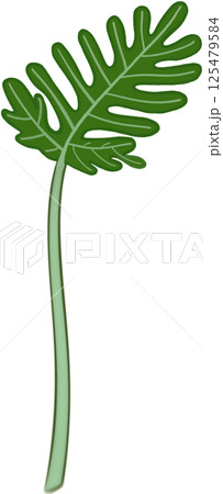 Beautiful shape and green colors of philodendron xanadu plant leaves for decorate home and garden. 125479584