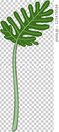 Beautiful shape and green colors of philodendron xanadu plant leaves for decorate home and garden. 125479584
