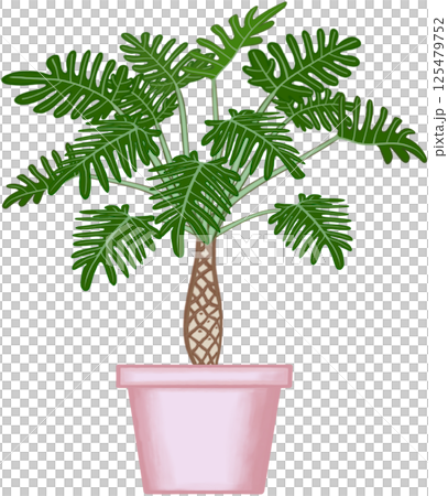 Beautiful philodendron xanadu plant is growing up in the pink ceramic pot for decorate home and garden. 125479752