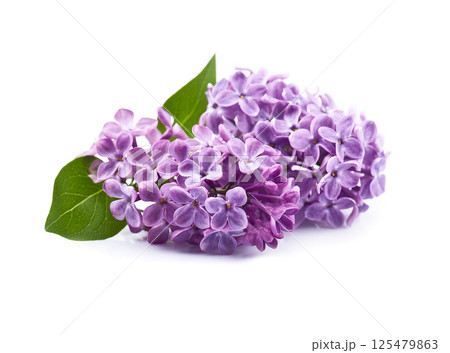 Lilac flower on white backgrounds 125479863