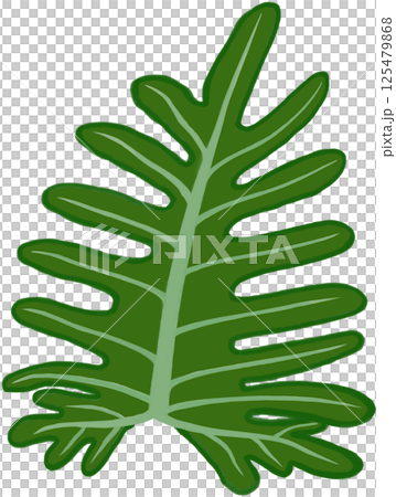 Beautiful shape and green colors of philodendron xanadu plant leaves for decorate home and garden. 125479868