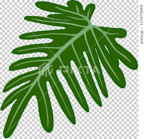 Beautiful shape and green colors of philodendron xanadu plant leaves for decorate home and garden. 125479869