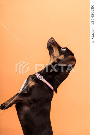 Cute dog jumping on bed Cute dog jumping on bed 125480200