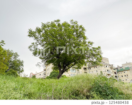 Lone tree on green hillside in urban neighborhood. City nature and seasonal growth Lone tree on green hillside in urban neighborhood. City nature and seasonal growth 125480438