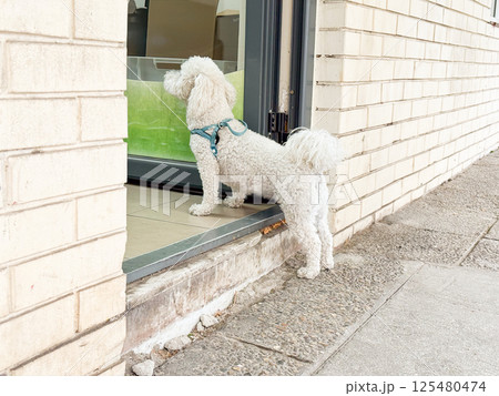 Curly white dog standing in doorway looking inside a store. Curiosity, pet-friendly places and everyday urban moments Curly white dog standing in doorway looking inside a store. Curiosity, pet-friendly places and everyday urban moments 125480474