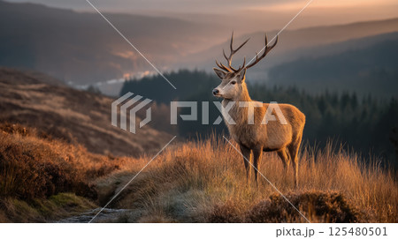 A majestic stag standing proudly on a hill at sunrise 125480501