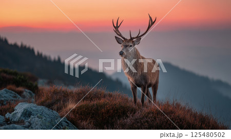 Majestic stag with antlers standing on a grassy hill at sunset 125480502