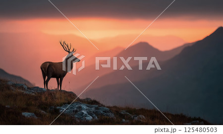 Majestic stag with antlers standing on a grassy hill at sunset 125480503