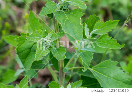 Chenopodium album, edible plant, common names include lamb's quarters, melde, goosefoot, white goosefoot, wild spinach, bathua and fat-hen Chenopodium album, edible plant, common names include lamb's quarters, melde, goosefoot, white goosefoot, wild spinach, bathua and fat-hen 125481030