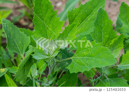Chenopodium album, edible plant, common names include lamb's quarters, melde, goosefoot, white goosefoot, wild spinach, bathua and fat-hen Chenopodium album, edible plant, common names include lamb's quarters, melde, goosefoot, white goosefoot, wild spinach, bathua and fat-hen 125481033