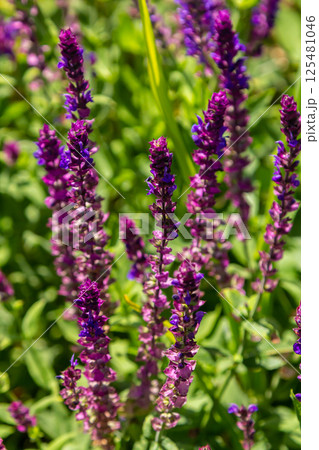 Salvia nemorosa, forest sage, beautiful bright color, violet blue flowers in bloom, muscadine flowering ornamental plants in the garden Salvia nemorosa, forest sage, beautiful bright color, violet blue flowers in bloom, muscadine flowering ornamental plants in the garden 125481046