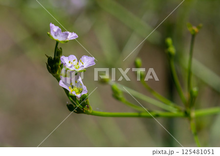Phreatophyte. American water plantain Alisma plantago-aquatica in swampy-forest river water. Northeast Europe grow on river bank washed away by current, spring water erosion Phreatophyte. American water plantain Alisma plantago-aquatica in swampy-forest river water. Northeast Europe grow on river bank washed away by current, spring water erosion 125481051