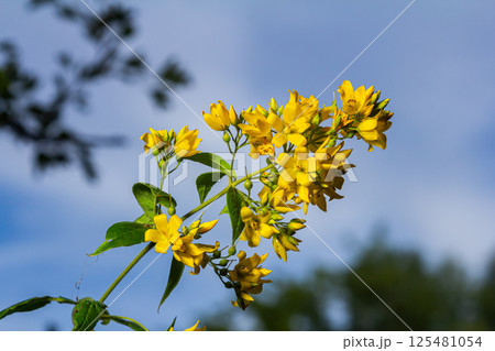 Lysimachia vulgaris flower, the garden loosestrife, yellow loosestrife, or garden yellow loosestrife, blooming in summer Lysimachia vulgaris flower, the garden loosestrife, yellow loosestrife, or garden yellow loosestrife, blooming in summer 125481054