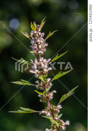 Leonurus cardiaca, known as motherwort. Other common names include throw-wort, lion's ear, and lion's tail. Medicinal plant. Grows in nature 125481060
