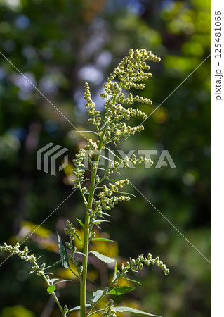 Chenopodium album, edible plant, common names include lamb's quarters, melde, goosefoot, white goosefoot, wild spinach, bathua and fat-hen Chenopodium album, edible plant, common names include lamb's quarters, melde, goosefoot, white goosefoot, wild spinach, bathua and fat-hen 125481066