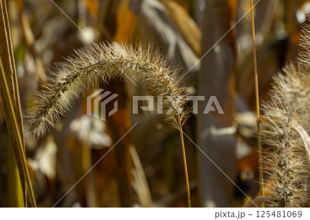 Setaria pumila in autumn in a wild field 125481069