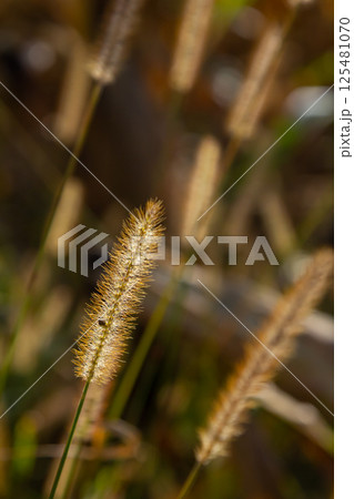 Setaria pumila in autumn in a wild field 125481070