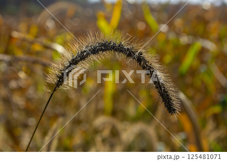 Setaria pumila in autumn in a wild field Setaria pumila in autumn in a wild field 125481071