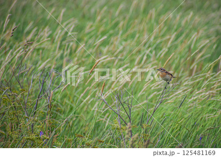 A bird on a branch in the wind A bird on a branch in the wind 125481169