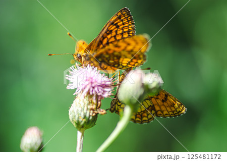 A mother-of-pearl butterfly collecting nectar 125481172