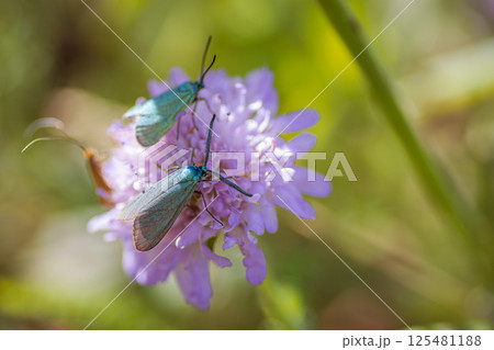 Blue forest moth on a flower Blue forest moth on a flower 125481188