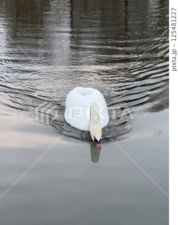 Swan lowering head close to water surface 125481227