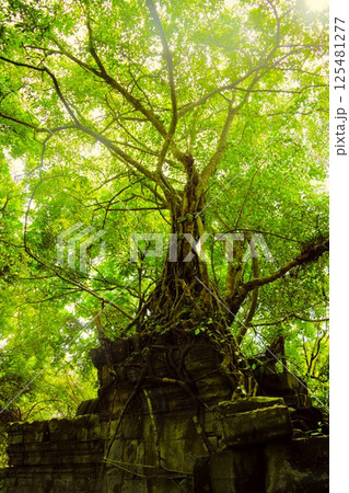 ベン・メリア遺跡 カンボジア 8 ベン・メリア遺跡 カンボジア 8 125481277