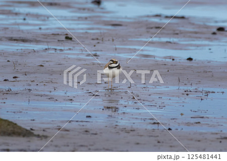 little ringed plover (Charadrius dubius) little ringed plover (Charadrius dubius) 125481441