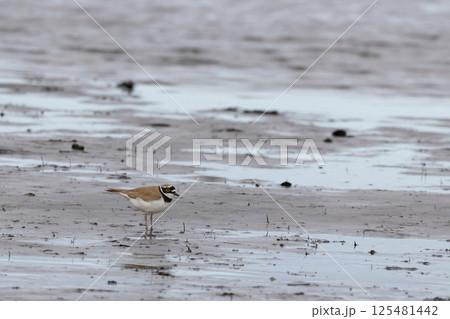 little ringed plover (Charadrius dubius) 125481442