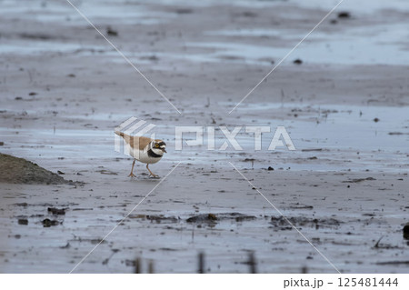 little ringed plover (Charadrius dubius) little ringed plover (Charadrius dubius) 125481444