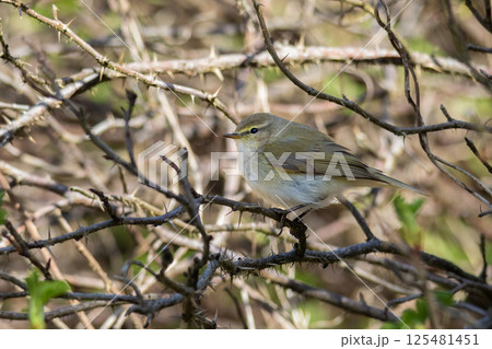 Willow Warbler (Phylloscopus trochilus) on twig 125481451