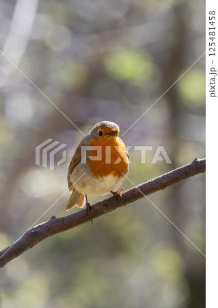 Robin redbreast (Erithacus rubecula) is small brownish 125481458