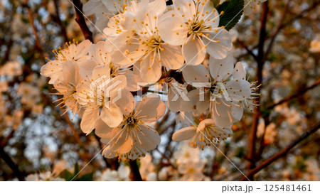 Cherry blossoming tree in the rays of sunset against the background of a blooming garden. Cherry blossoming tree in the rays of sunset against the background of a blooming garden. 125481461