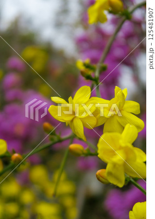 雲南黄梅の花 125481907