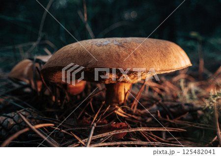 Slippery Jack Fungi, Suillus luteus on autumn forest with pine needles, close-up Slippery Jack Fungi, Suillus luteus on autumn forest with pine needles, close-up 125482041