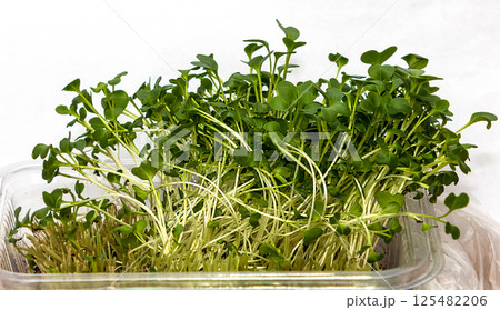 Green alfalfa sprouts in box Green alfalfa sprouts in box 125482206