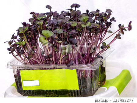 Purple radish plant 125482277