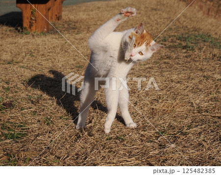 猫じゃらしで遊ぶ可愛いネコ 猫じゃらしで遊ぶ可愛いネコ 125482385
